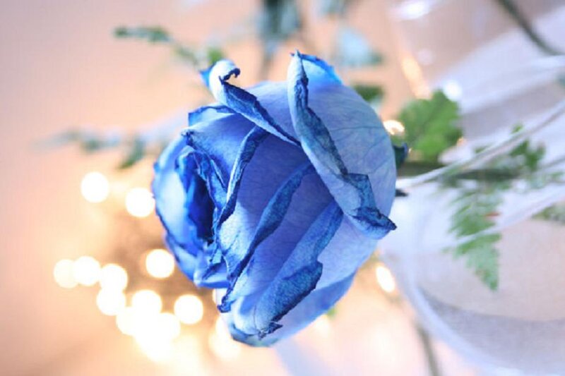 Blue Rose in Vase