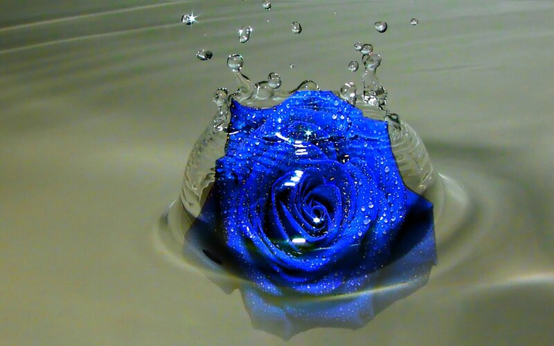 Blue Rose in Water — Calm, Photograph