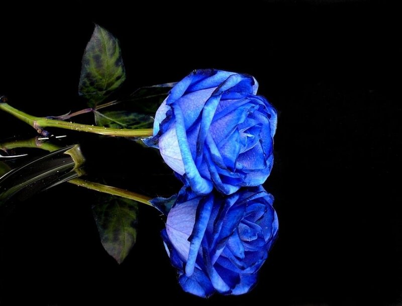 Blue Rose in Water — Dramatic