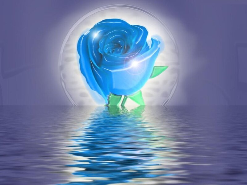 Blue rose in water reflection