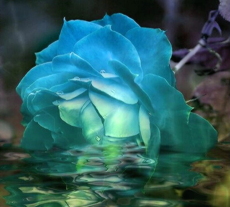 Blue Rose in Water — Serene, Digital Art, Petals