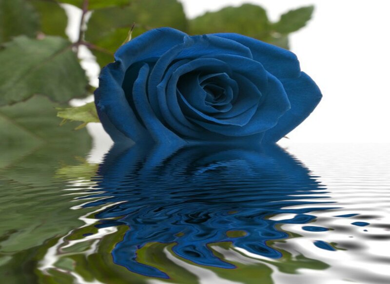 Blue Rose in Water — Serene, Photograph