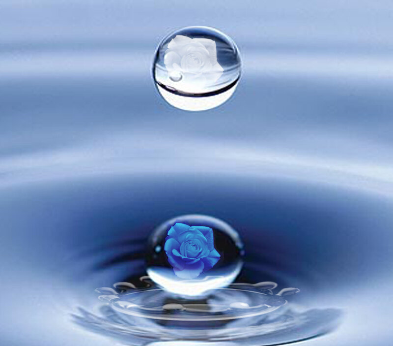 Blue Rose in Water — Serene