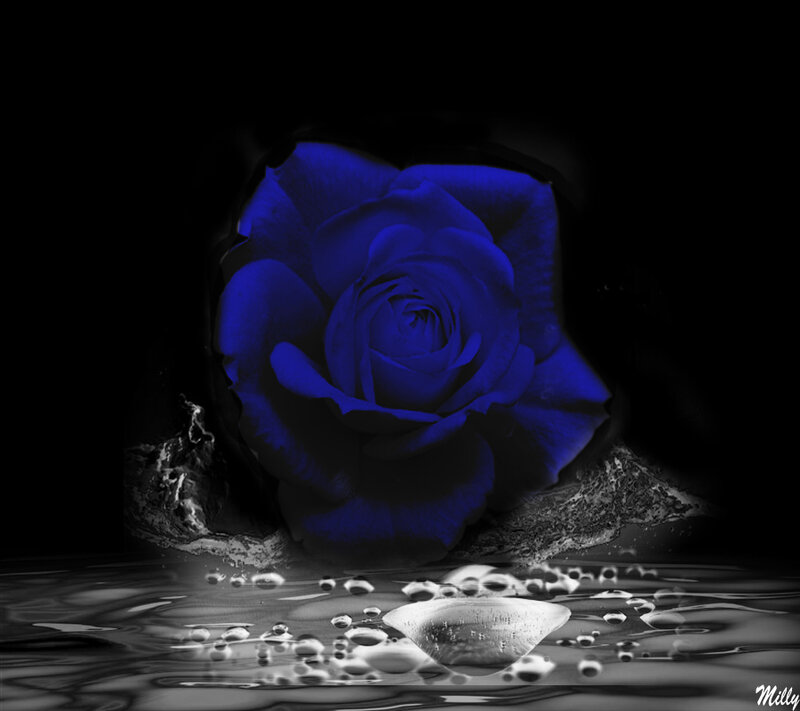Blue Rose in Water