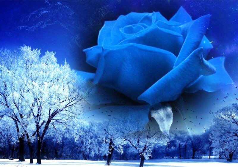 Blue Rose in Winter — Serene