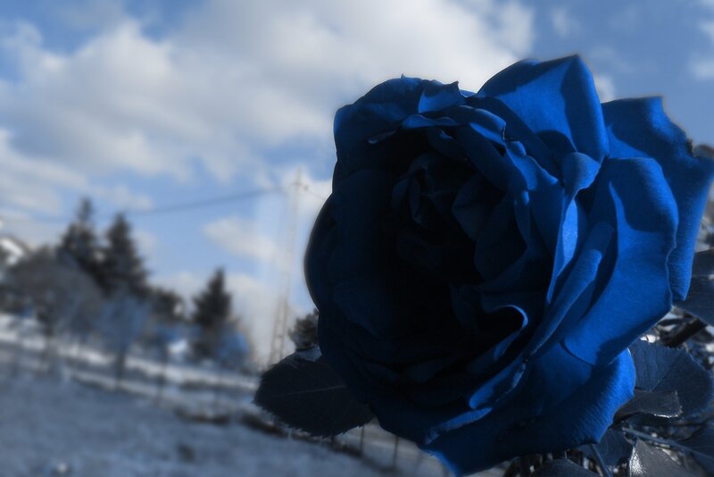Blue Rose in Winter