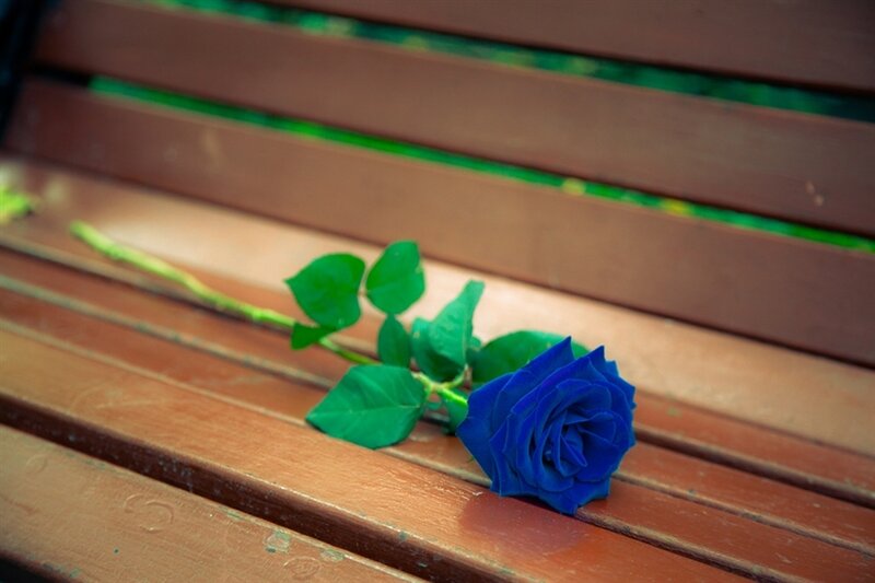 Blue Rose on Bench
