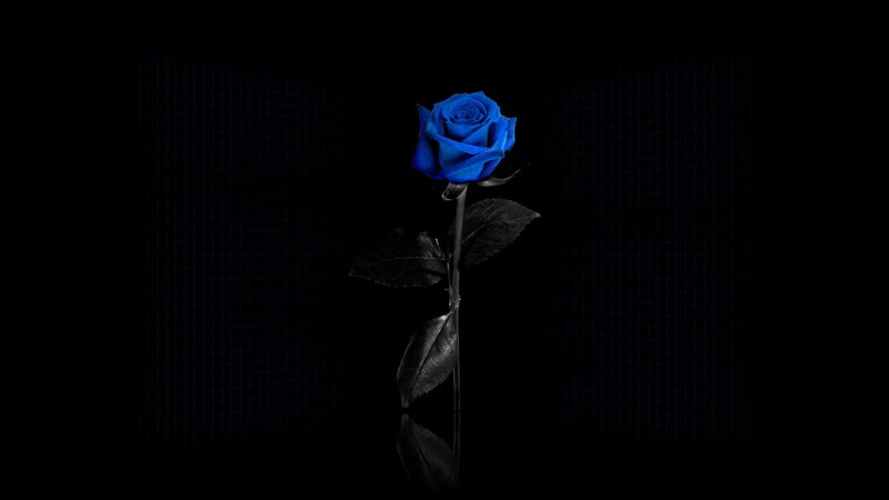 Blue Rose on Black Background — Dramatic, 3d Render