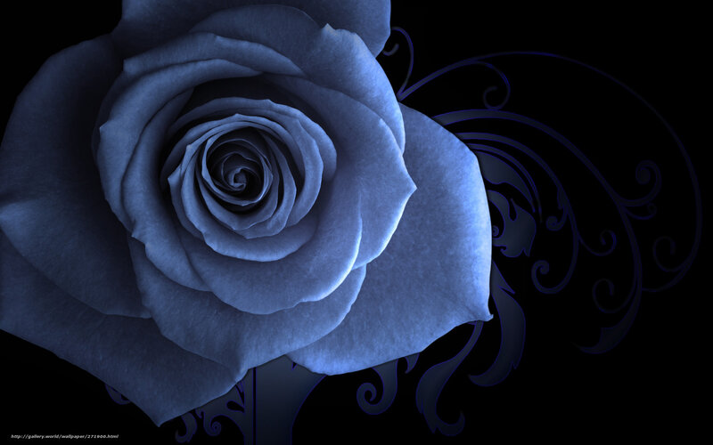 Blue rose on black background