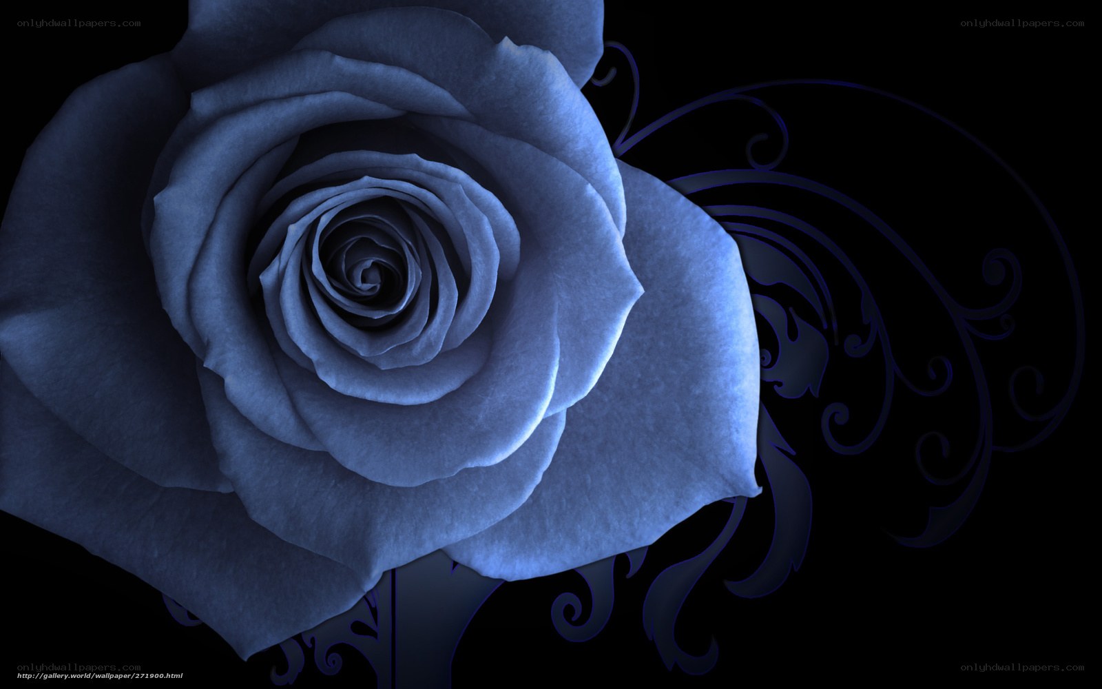 Blue rose on black background