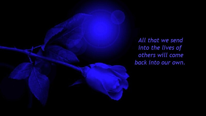 Blue Rose on Black — Dramatic, Night