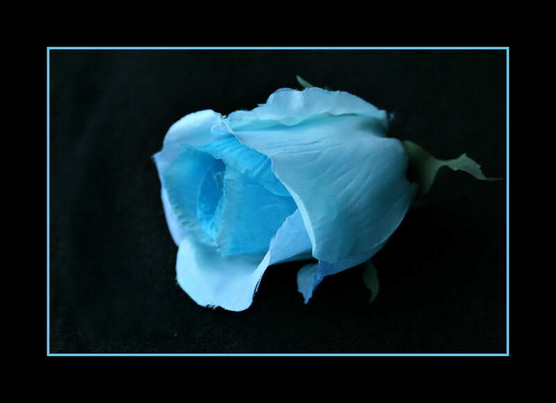Blue Rose on Black — Dramatic, Photograph, Black Background