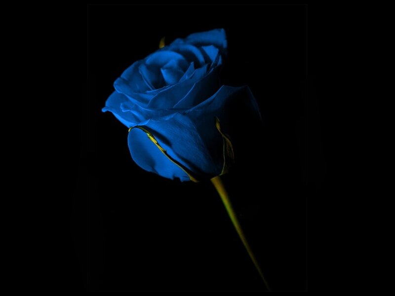 Blue Rose on Black — Dramatic, Photograph, Stem