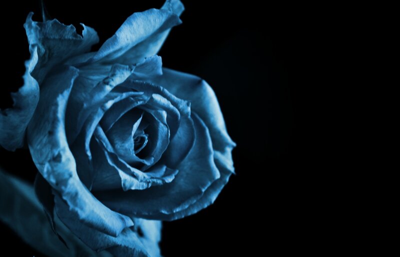 Blue Rose on Black — Dramatic, Photograph