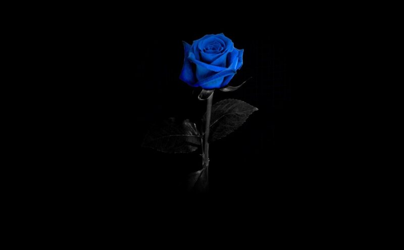 Blue Rose on Black — Dramatic