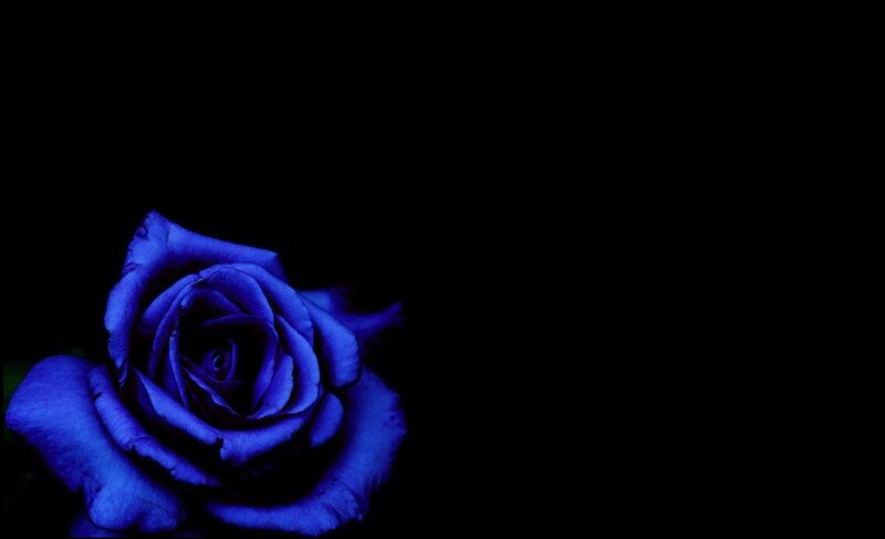 Blue Rose on Black