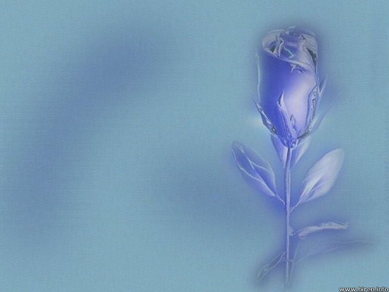 blue rose on blue background