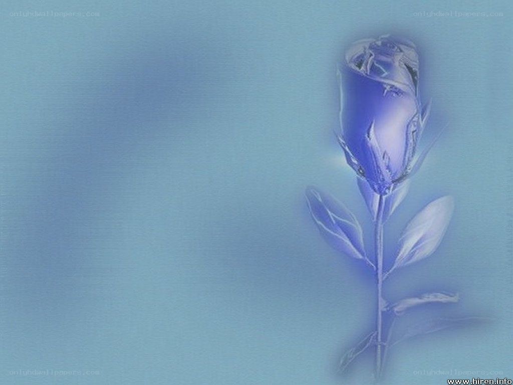 blue rose on blue background