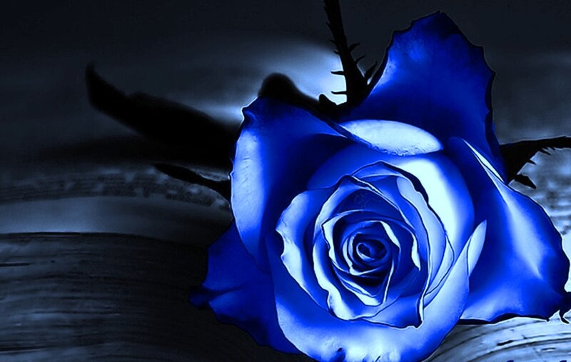 Blue Rose on Book — Dramatic, Night
