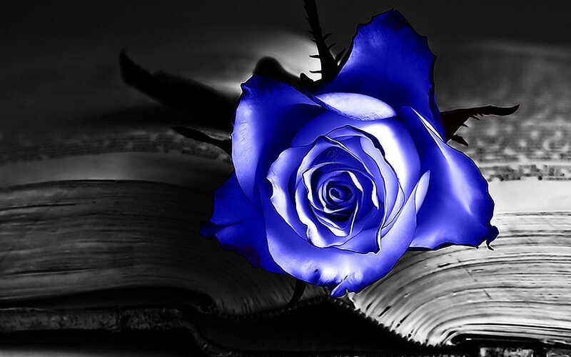 Blue Rose on Book — Dramatic, Photograph, Thorn