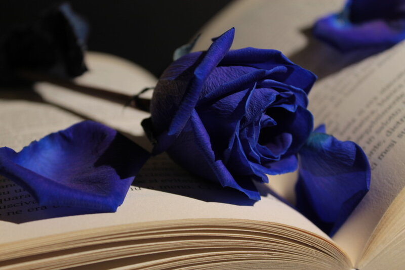 Blue Rose on Book — Dramatic, Photograph