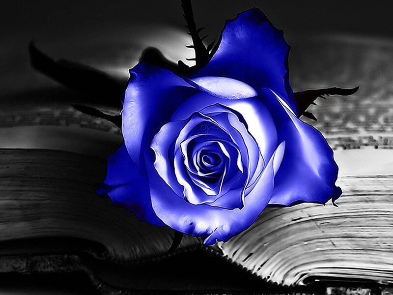 Blue Rose on Book — Dramatic