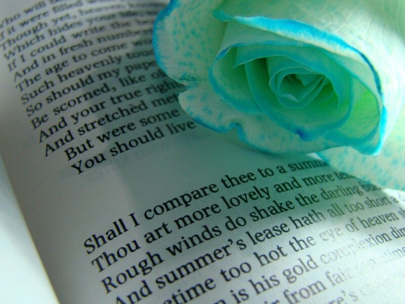 blue rose on book page