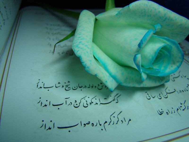 Blue Rose on Book — Serene