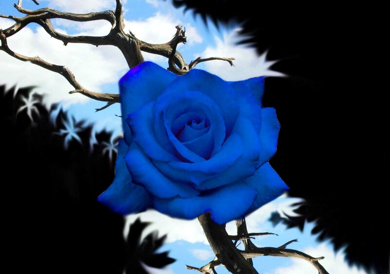 Blue Rose on Branch