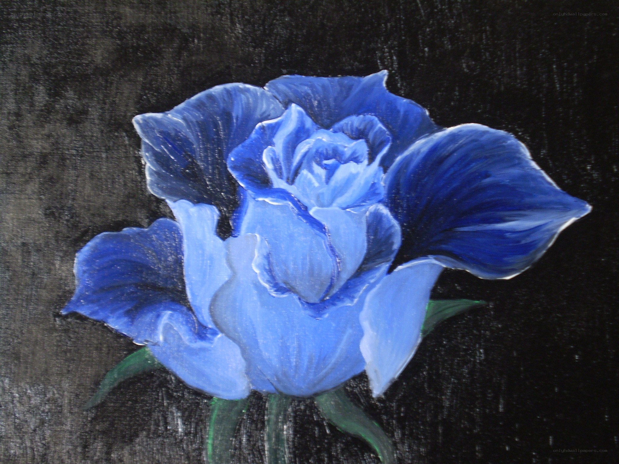Blue rose on dark background