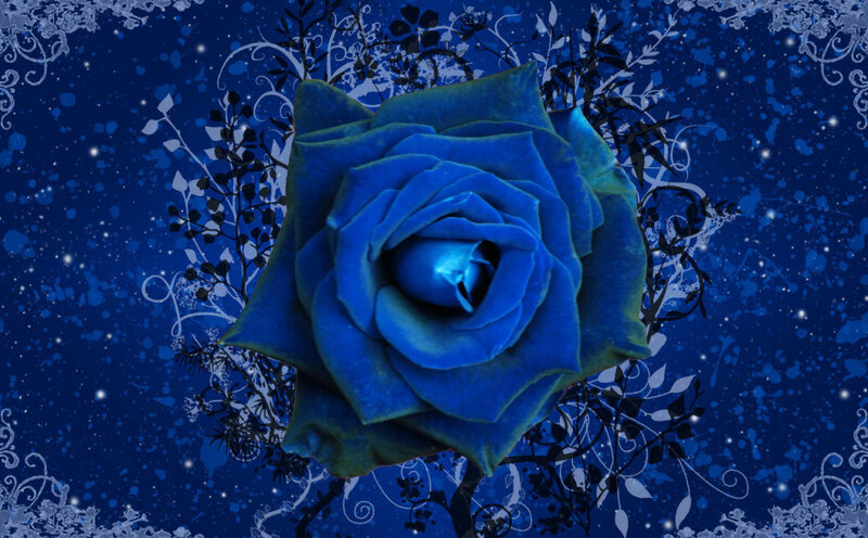 blue rose on dark background