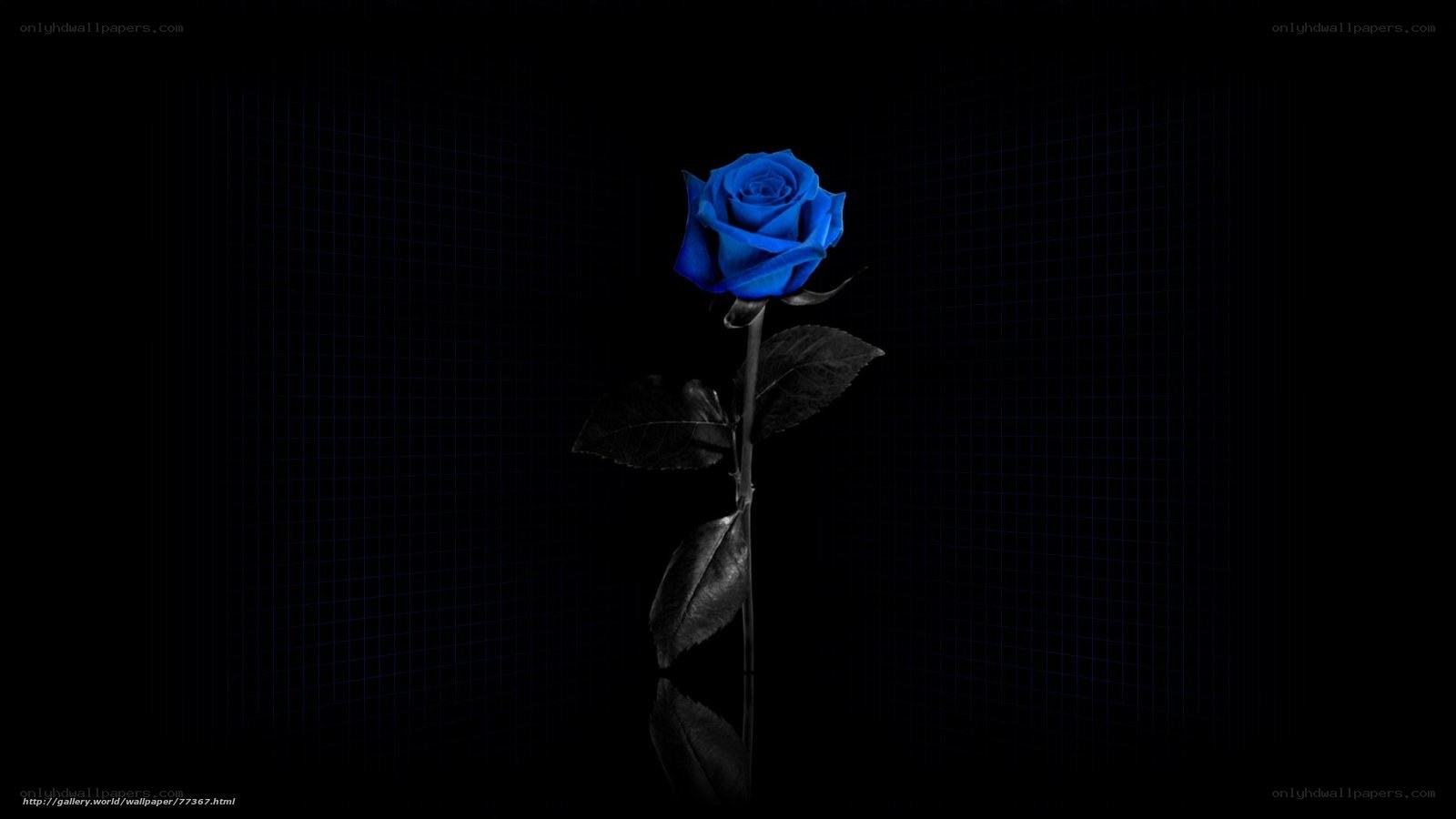 blue rose on dark background