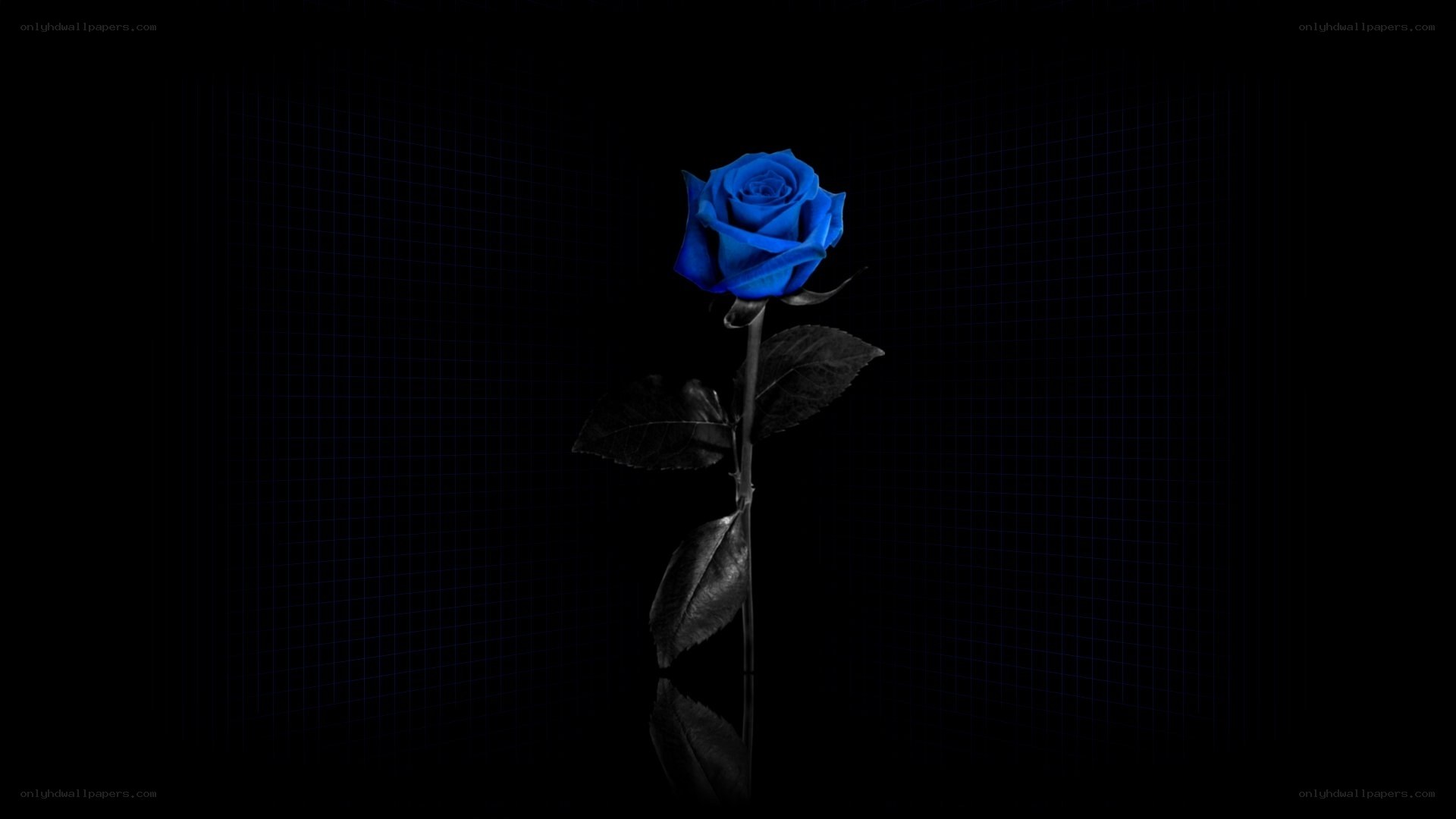 blue rose on dark grid