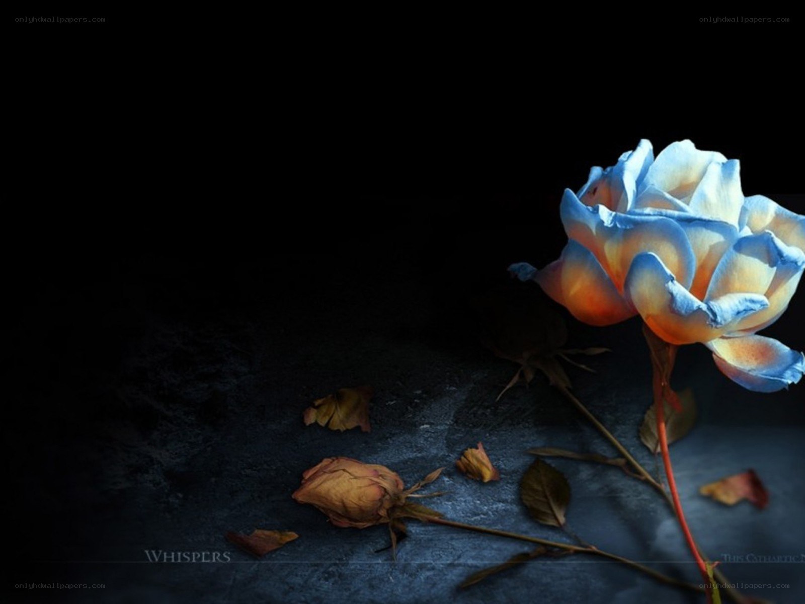 Blue rose on dark surface