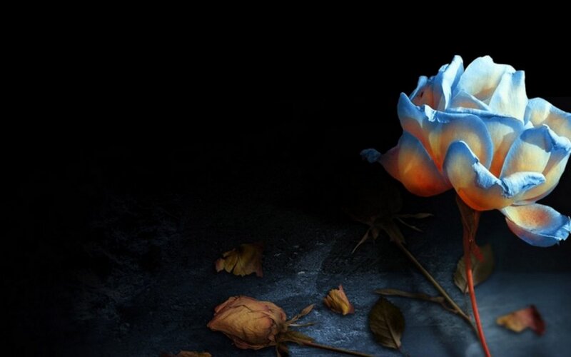 blue rose on dark surface