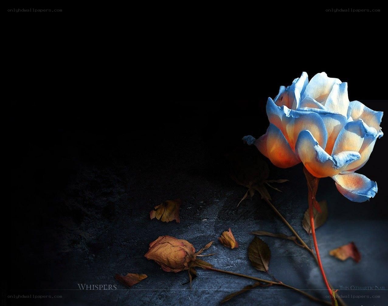 Blue rose on dark surface