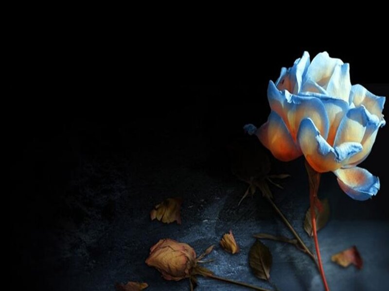 Blue Rose on Dark Surface — Dramatic, Night, Photograph, Dried Petals