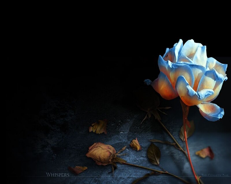 Blue Rose on Dark Surface — Dramatic, Night, Photograph, Dried Rose, Leaves