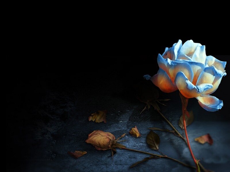 Blue Rose on Dark Surface — Dramatic, Night, Photograph, Dried Rose