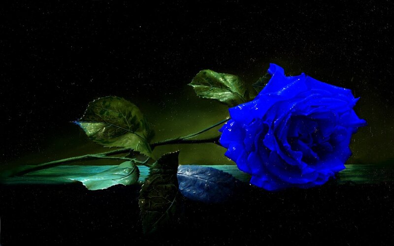 Blue Rose on Dark Surface — Dramatic, Night, Photograph, Leaf