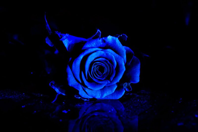 Blue Rose on Dark Surface — Dramatic, Night, Photograph, Reflection