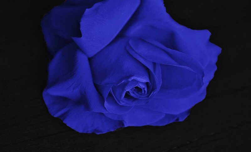 Blue Rose on Dark Surface — Dramatic, Photograph, Petals