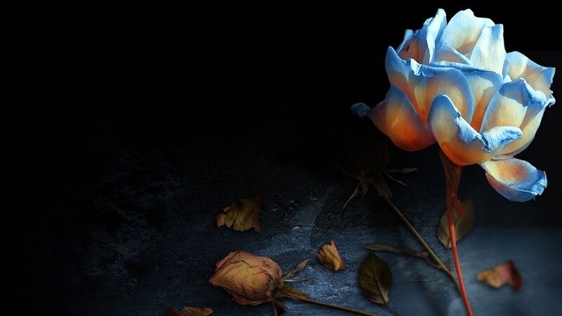 Blue Rose on Dark Surface — Dramatic, Photograph