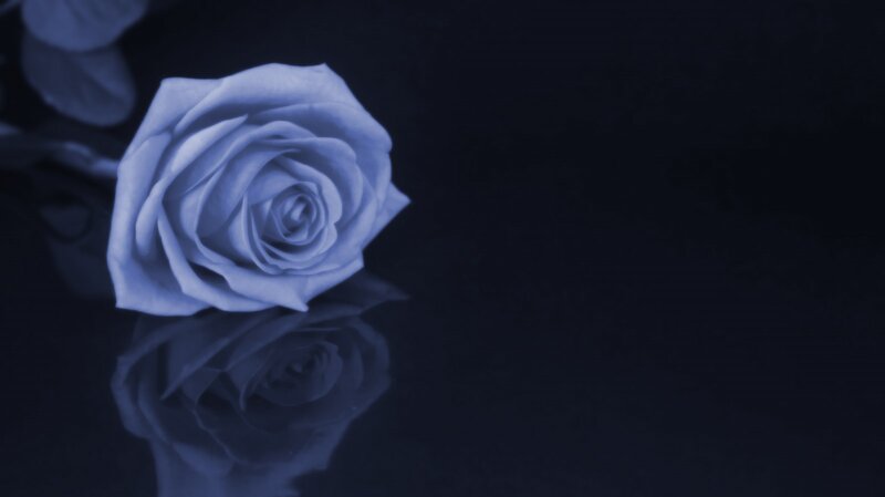 Blue Rose on Dark Surface — Serene