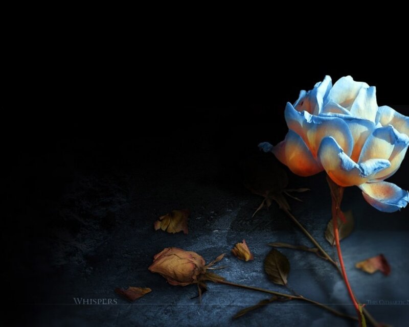 Blue rose on dark surface