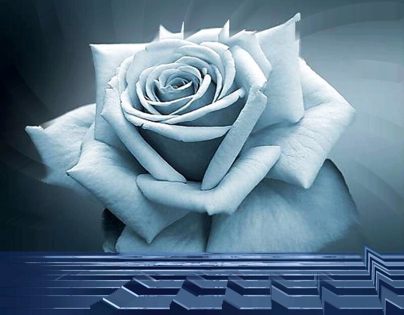 blue rose on digital background