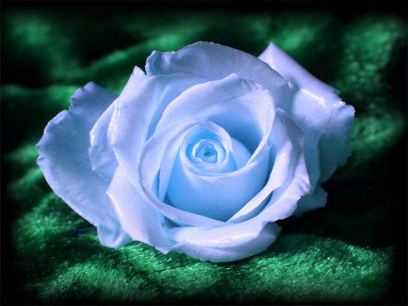 Blue Rose on Green Surface — Dramatic