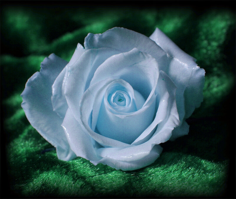 Blue Rose on Green Surface