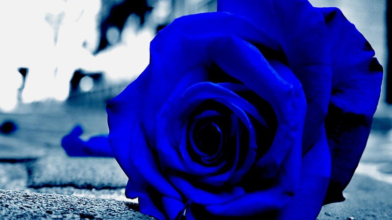 Blue Rose on Ground — Dramatic