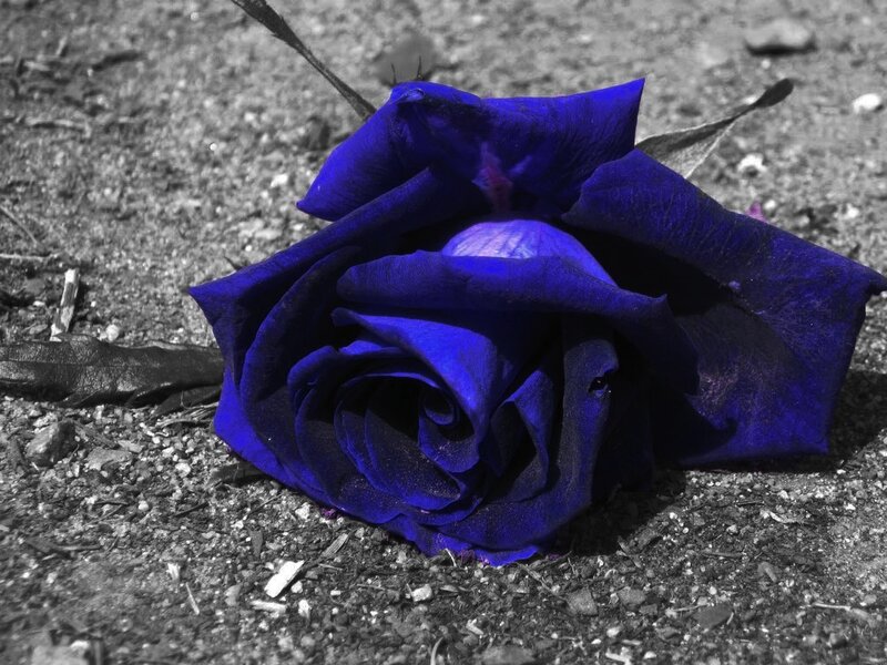 Blue Rose on Ground